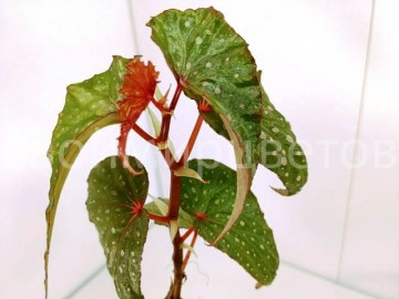 Бегония Malachosticta (1)
